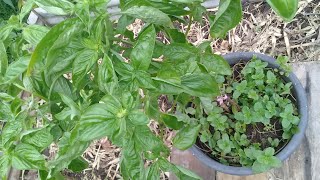 Potting Basil amp Mint together  Great Companion plants Gardening Shorts [upl. by Oeflein393]