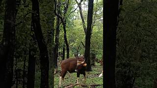 Jungal safari morning vibes 😱 wildlife wildbison animals bisonlove nature bison indianbison [upl. by Aisilef]