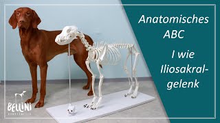 Anatomisches ABC I wie Iliosakralgelenk [upl. by Ynnus]