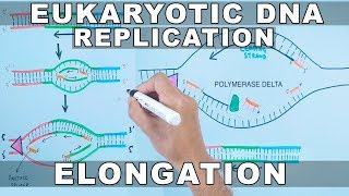 DNA Replication in Eukaryotes  Elongation [upl. by Lattimer]