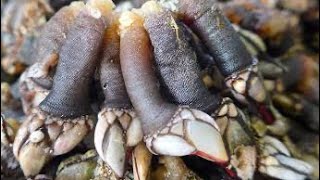 People Are Eating Gooseneck BARNACLES 😧🥴 [upl. by Ecidnarb]