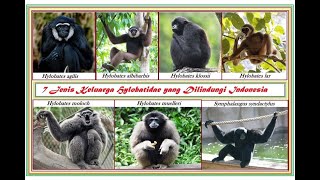 Owa famili Hylobatidae yang dilindungi Indonesia [upl. by Ahseet]