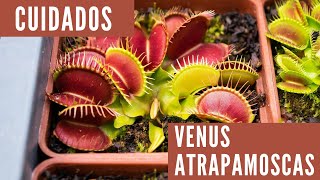 Hablemos de Dionaea muscipula  Cuidados de Venus atrapamoscas  Carnivorous Land [upl. by Darbie]