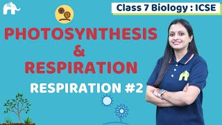 Photosynthesis amp Respiration Class 7 ICSE Biology Chapter 4  Selina  Respiration 2 [upl. by Saddler]