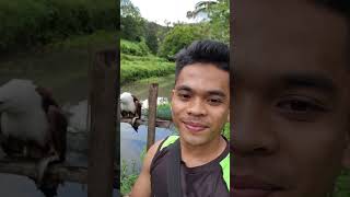 Brahminy Kite taking a fish in my hand🥰Team Uwak animallover foryoupageシ fypviralシ [upl. by Eecyaj351]