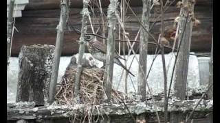 Fieldfare Turdus pilaris nest  part 2 [upl. by Warfeld]