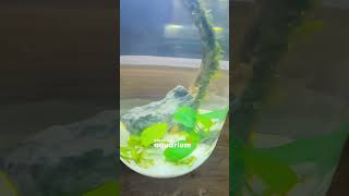 Easy Betta fish tank setup  Siamese fighter fish [upl. by Epp]