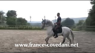 Francesco Vedani Equitazione  Il Galoppo [upl. by Anihpesoj422]