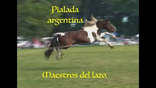 quotCatetodecampoquot Pialada Argentina [upl. by Elime533]