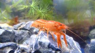 Mexican dwarf crayfish with eggs [upl. by Hellman420]