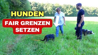 Hunden fair Grenzen setzen [upl. by Thais]