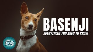 Basenji Dog Breed Guide  Dogs 101  Basenji Puppies to Adults [upl. by Eniamrej]