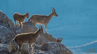 CABRAS de Montañas Que Desafían la MUERTE [upl. by Acimahs]