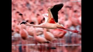 Kenia safari Lake Nakuru National Park Amazing Wildlife Holiday in Kenya 4K Pink Flamingos [upl. by Arturo974]