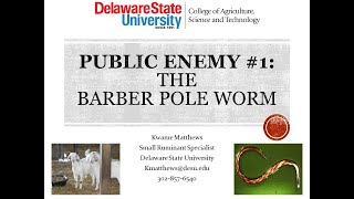 Barber Pole Worm [upl. by Zora]