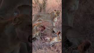 Incredible Lion Pride Hunt [upl. by Nereus786]