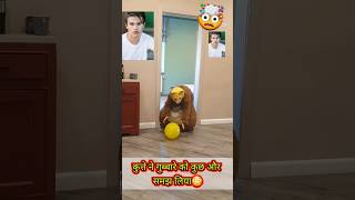 The dog mistook the balloon for something else shorts youtubeshorts trending dog cat funny [upl. by Sheedy]