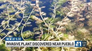 Invasive plant discovered near Pueblo [upl. by Posehn]