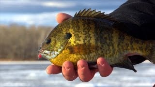 Ice Big Bluegills with Plastics  quotInDepth Outdoorsquot Season 7 Episode 3 [upl. by Annairol]