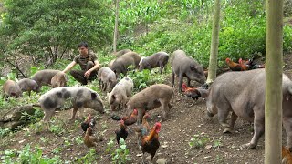 Today 40 wild boars and wild chickens are free Robert  Green forest life ep297 [upl. by Xavier]