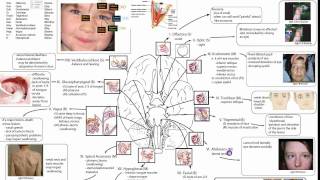 Cranial Nerves Part 1 [upl. by Nwahshar]