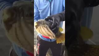 Puffer fishes suffering from thisfacts interstingfactsintelugu 🐟🦈 facts amazingfacts [upl. by Ainadi]