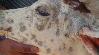 बछड़ों में दाद का सही इलाज Ringworm  Dermatophytosis Treatment in Calf  Dr Shanker Singh [upl. by Emiolhs380]