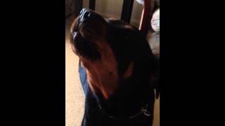 Rottweiler howling [upl. by Ecreip]