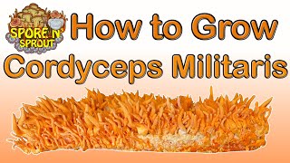 How to Grow Cordyceps Militaris Fungi  Two Methods [upl. by Ahsienaj496]