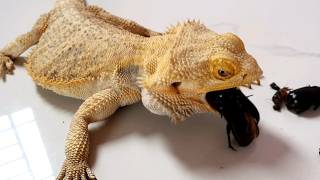 Master the Art of Bearded Dragon Care in Just 30 Days [upl. by Meesan]