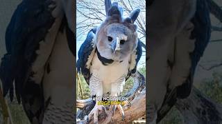 Harpy Eagle  the strongest and largest birds of prey [upl. by Lemmueu522]