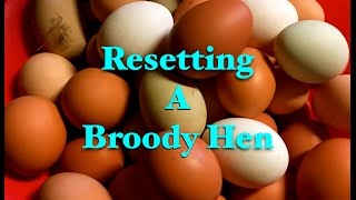 Resetting a Broody Hen [upl. by Rapsac]