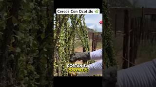 Planta De Ocotillo Para Cercos Vivos 🌿🏡 shortvideo shorts short shortsvideo shortsfeed [upl. by Devin]