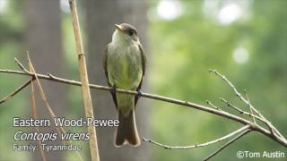 A sample of the Flycatchers of South Carolina [upl. by Kolb]