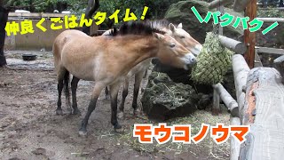 【よこはま動物園ズーラシア】仲良くごはんタイム！モウコノウマ🐴🐴🐴 [upl. by Erkan885]