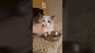 Tallulahs HILARIOUS Reaction to New Kitten [upl. by Aliber]