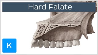 Hard palate  Function Definition amp Anatomy  Human Anatomy  Kenhub [upl. by Rimola]