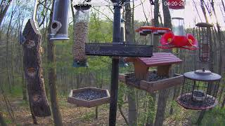 Red breasted nuthatch 41920201 on PA Feeder 2 [upl. by Camroc]