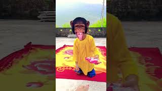 Bandar mama pahan pajama 🐒🐒🐒funny monkey [upl. by Dee]