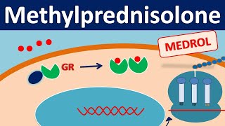 Methylprednisolone  Mechanism side effects precautions amp uses [upl. by Creigh]