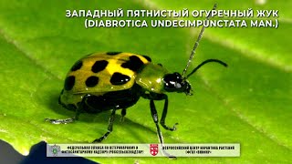 Западный пятнистый огуречный жук Diabrotica undecimpunctata Man [upl. by Primavera]