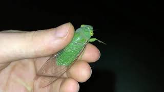 Green Cicada screams [upl. by Phedra]