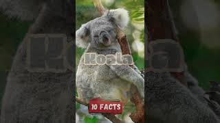 Koalas interesting 10 Facts for Kids Educational Video Australias Beloved Marsupials koalafacts [upl. by Akcinehs143]