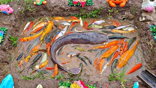 Mancing ikan hias warna warni dikolam ikan koi ikan lele ikan cupang kura kura bebekpart846 [upl. by Ailama]