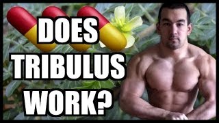 Tribulus Review  Does Tribulus Work [upl. by Kisung189]