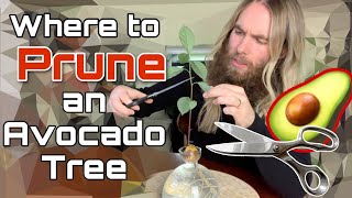 Where To Prune An Avocado Tree How to find a node  Ask Scott [upl. by Cohn]