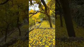 The autumn season in Hunza Valley Pakistan short shorts fyp fypシ゚viral nature hunza india [upl. by Hallam176]