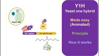 Yeast one hybrid system Y1H simple brief and complete [upl. by Margreta]