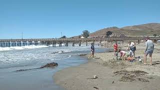 Cayucos Beach Stroll [upl. by Eseneg]