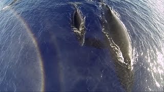 GoPro Humpback Whales From A Drone [upl. by Otrevlig518]